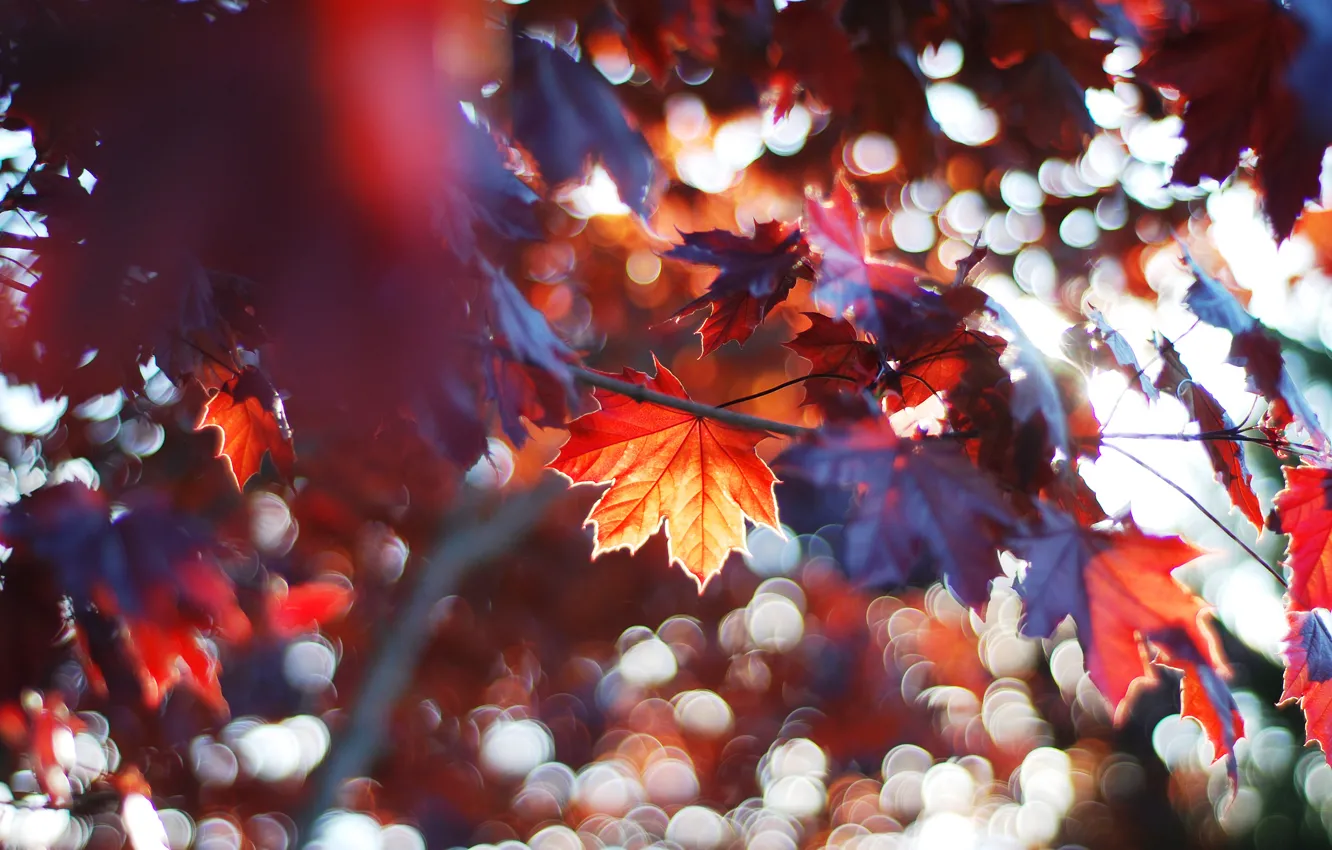 Фото обои осень, лес, листья, дерево, ветви, клён