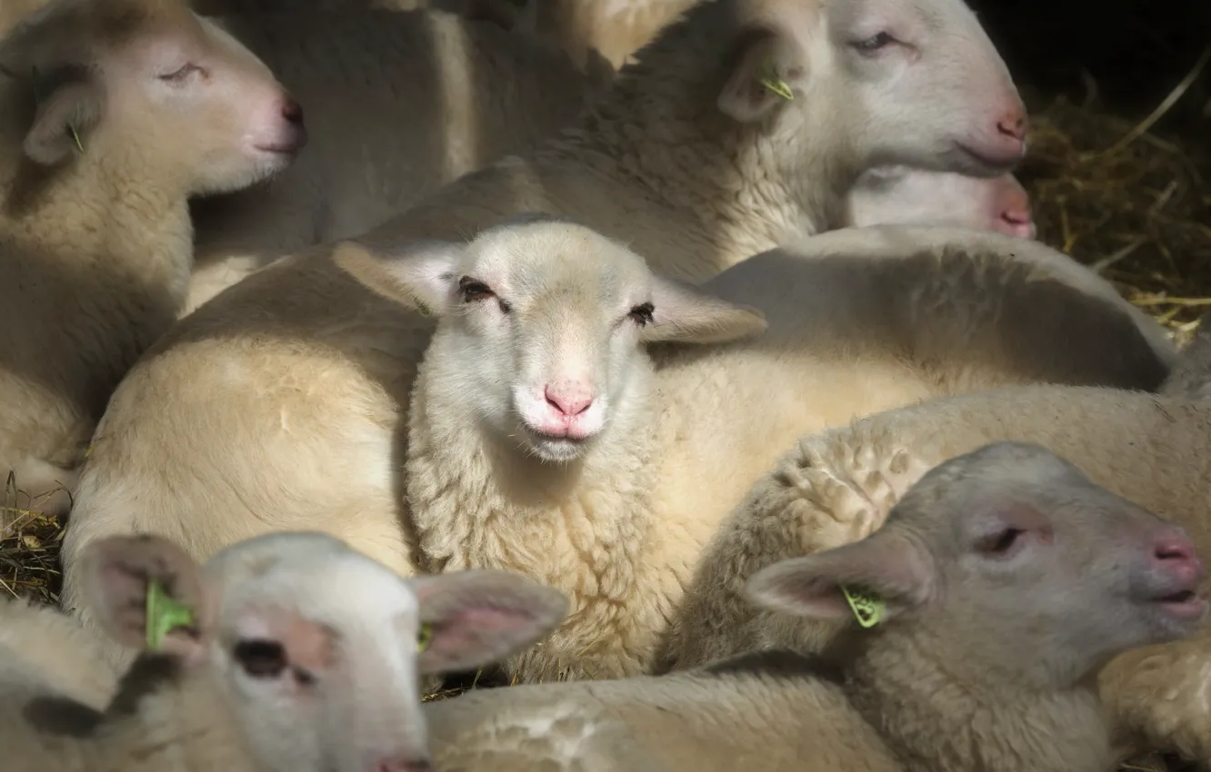 Фото обои овцы, народ, хлев