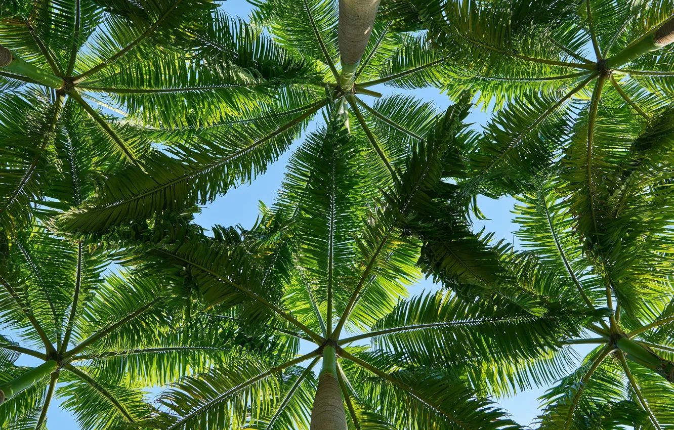 Фото обои листья, тропики, пальмы