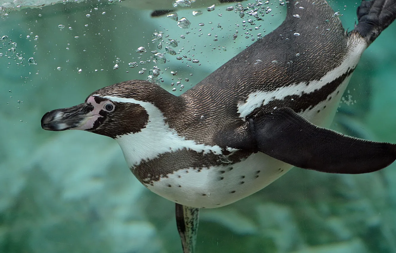 Фото обои вода, пузыри, пловец, пингвин, Пингвин Гумбольдта