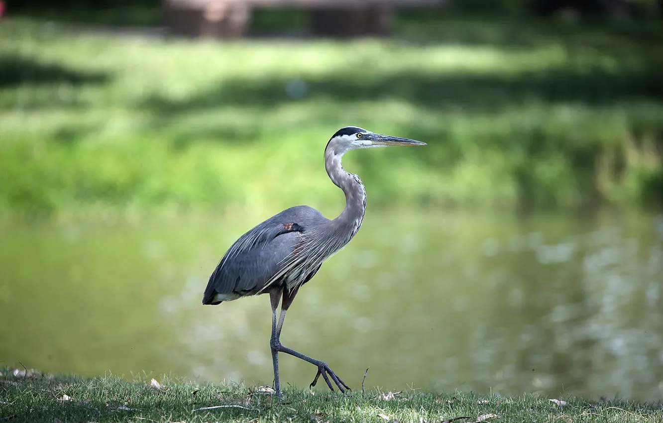 Фото обои серый, птица, цапля