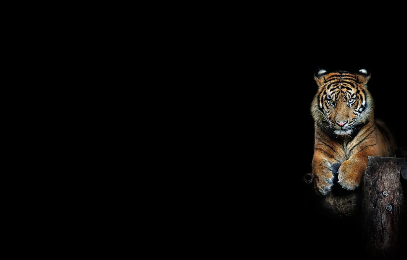Фото обои взгляд, полоски, тигр, фон, минимализм, тигруша