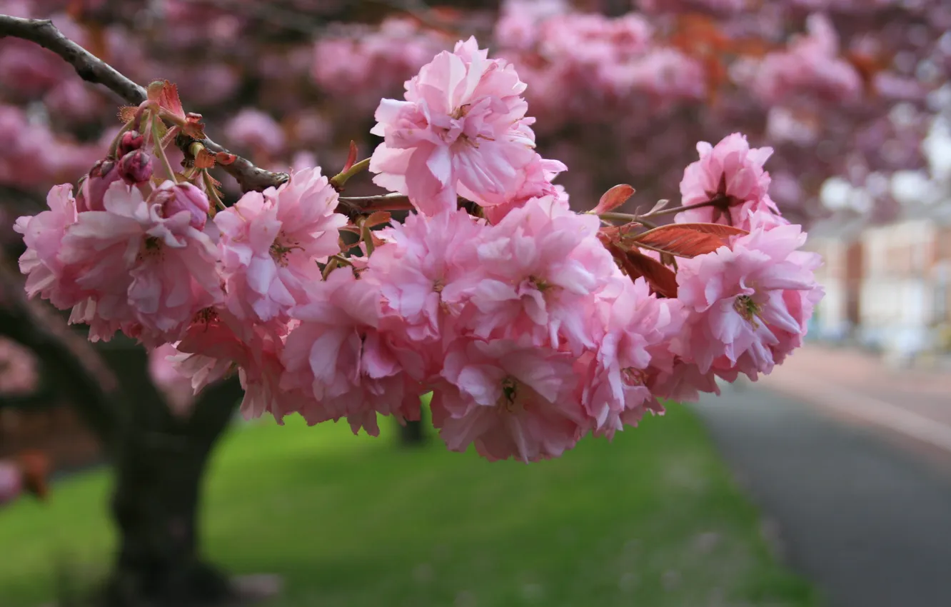 Фото обои макро, сакура, ветвь, цветение, розовые цветы
