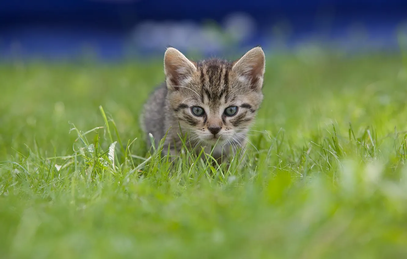 Фото обои трава, котенок, серый, котик, малыш