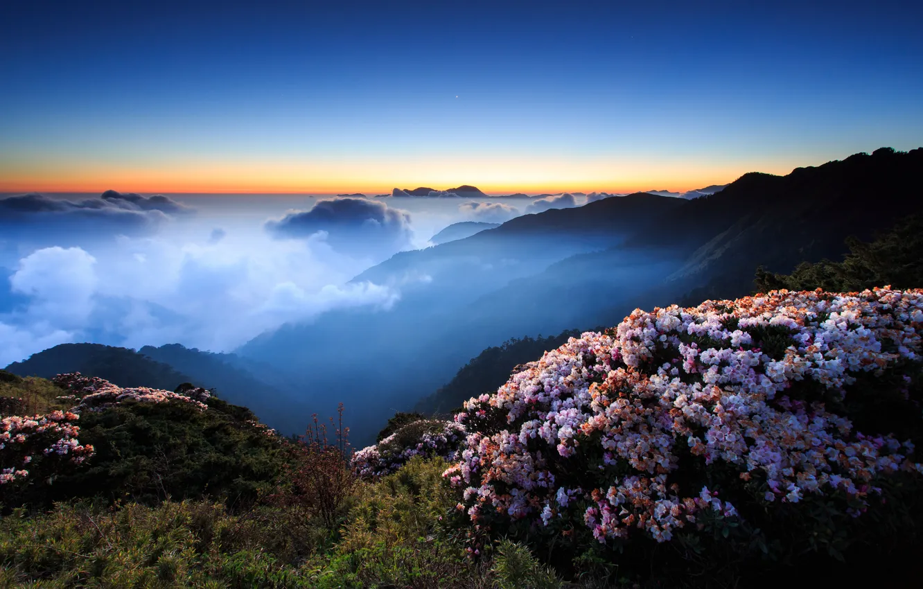 Фото обои небо, облака, закат, цветы, горы, ночь, туман, холмы