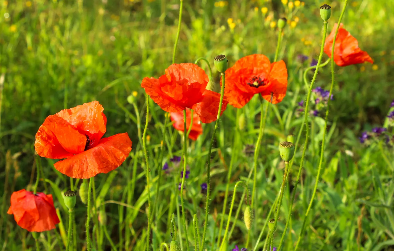 Фото обои red, flower, poppy