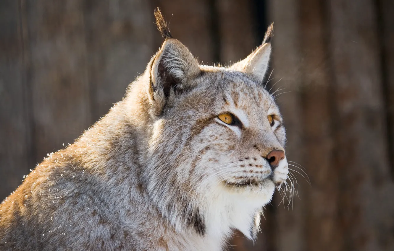 Фото обои взгляд, снег, портрет, рысь, мордашка