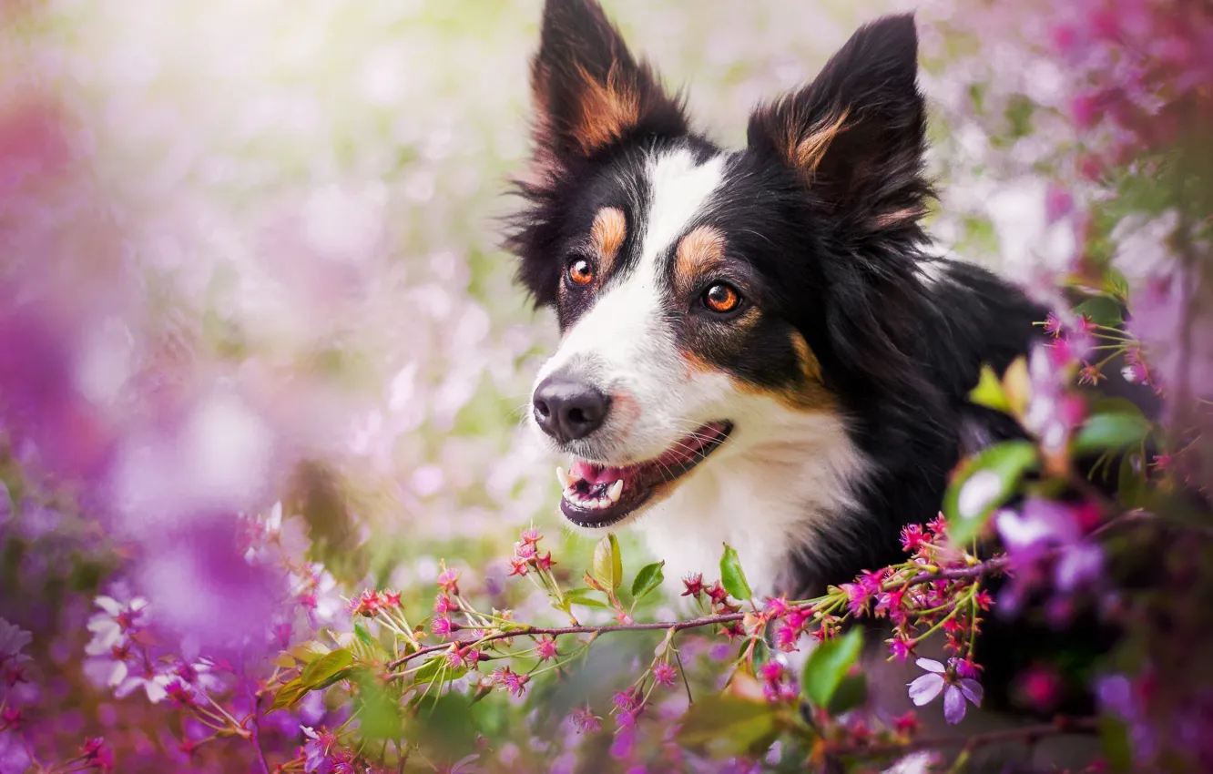 Фото обои морда, вишня, собака, ветка, цветение, боке