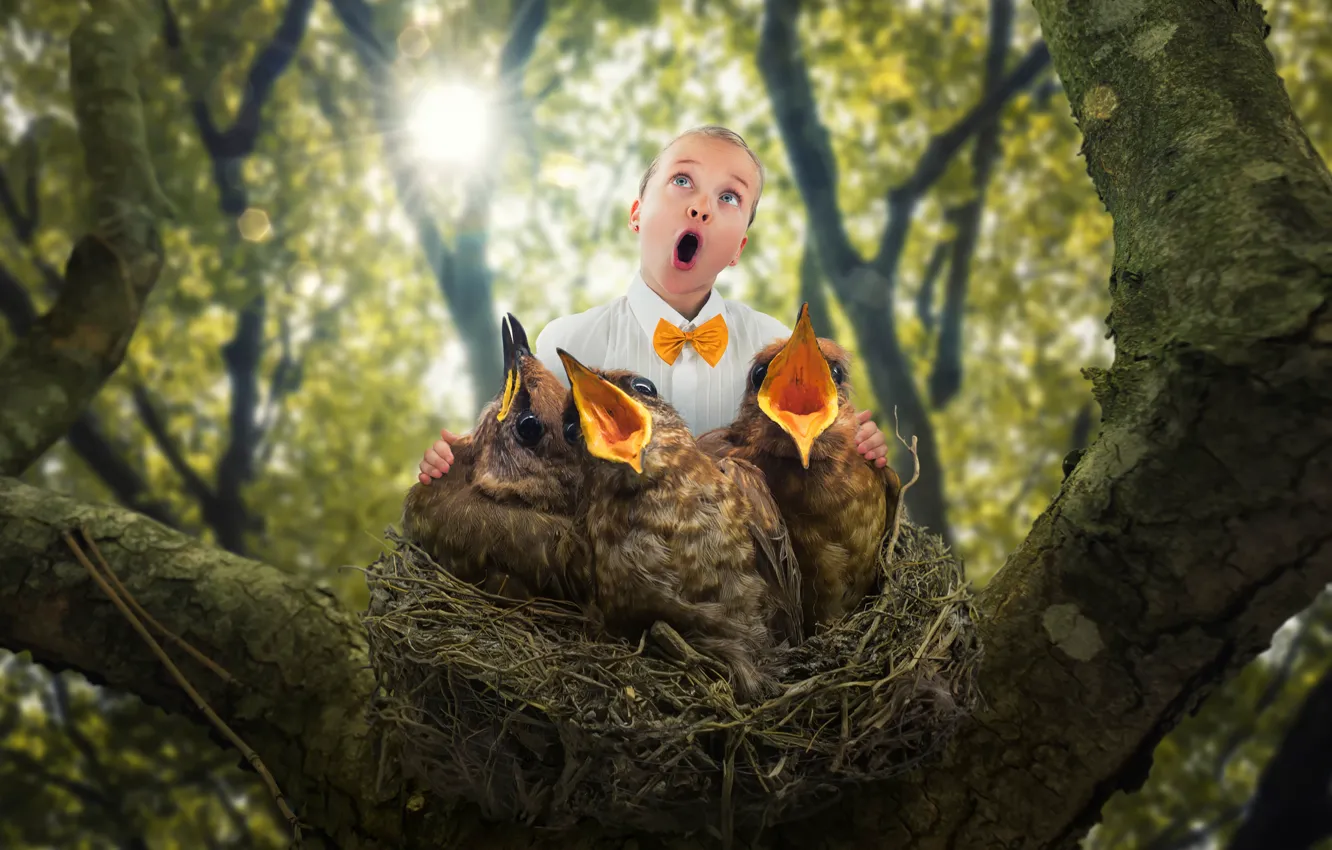 Фото обои гнездо, ребёнок, птенцы, The bird choir