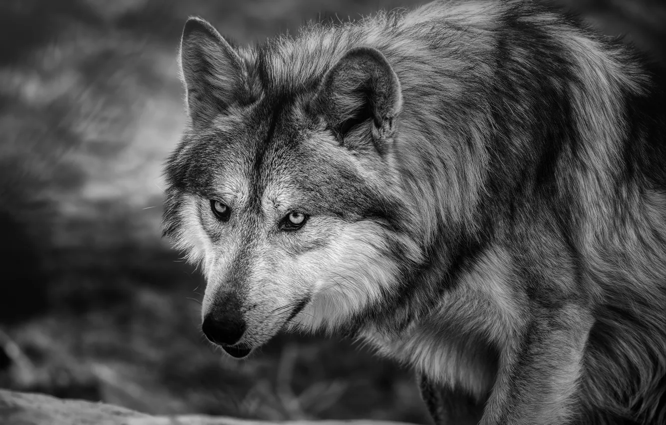 Фото обои морда, волк, хищник, чёрно-белая, монохром