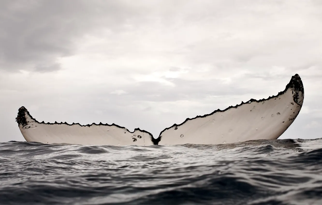 Фото обои sea, water, whale, humpback whale, cloud - sky