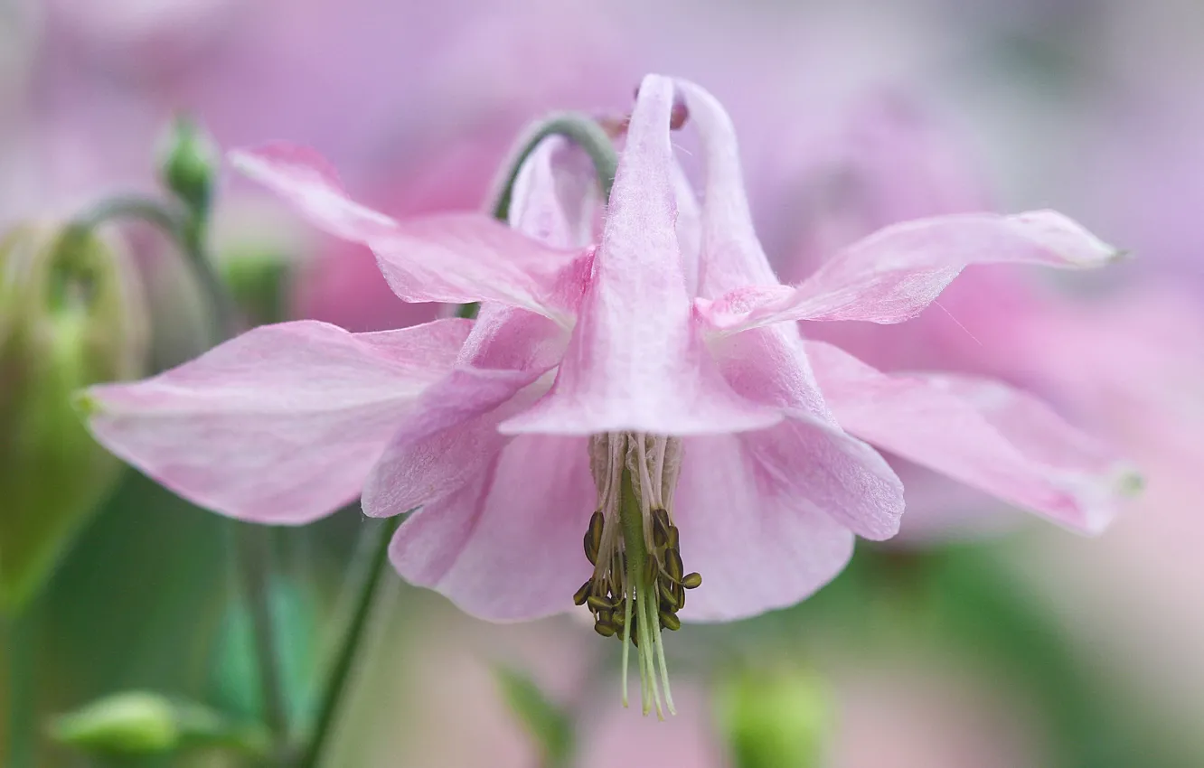 Фото обои цветок, розовый, нежный, водосбор, аквилегия, орлик