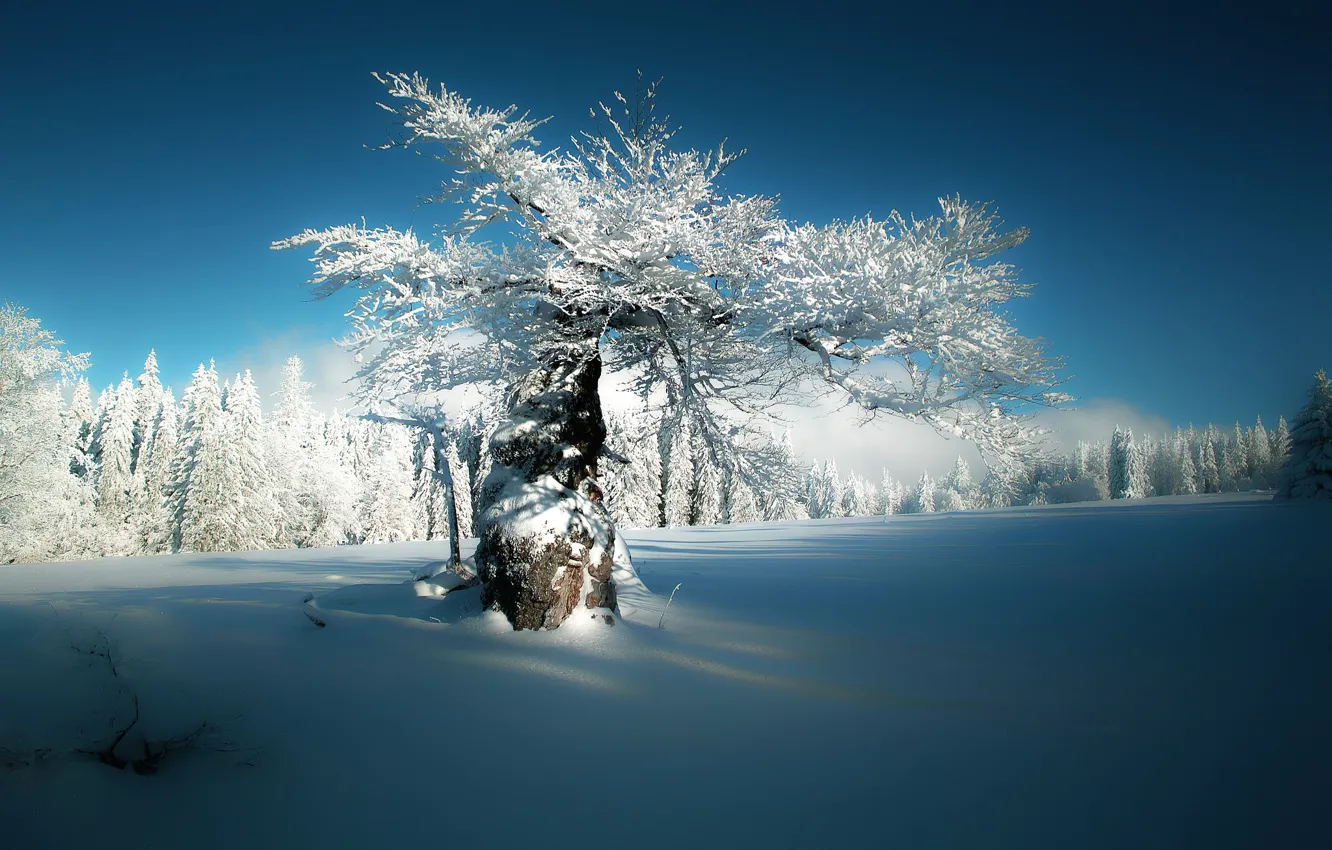 Фото обои зима, лес, снег, дерево, Германия, Бавария, Germany, Bavaria