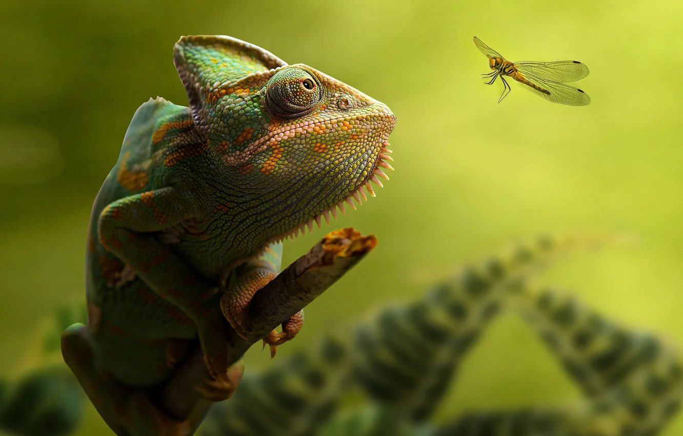 Фото обои Глаз, Ветка, Стрекоза, Хамелеон, Зеленый фон, Размытый фон, Chameleon