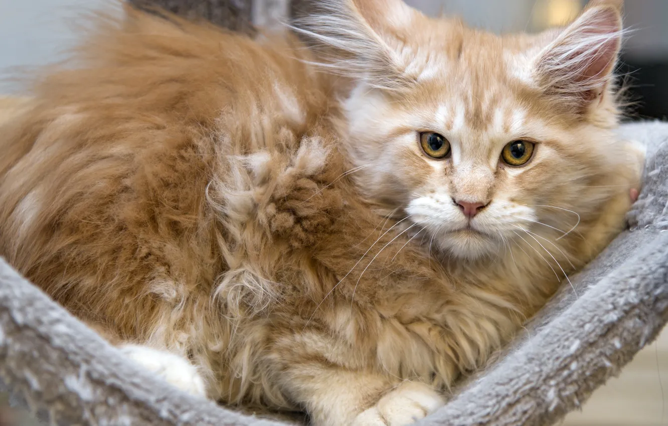 Фото обои кот, котенок, рыжий, мейн-кун