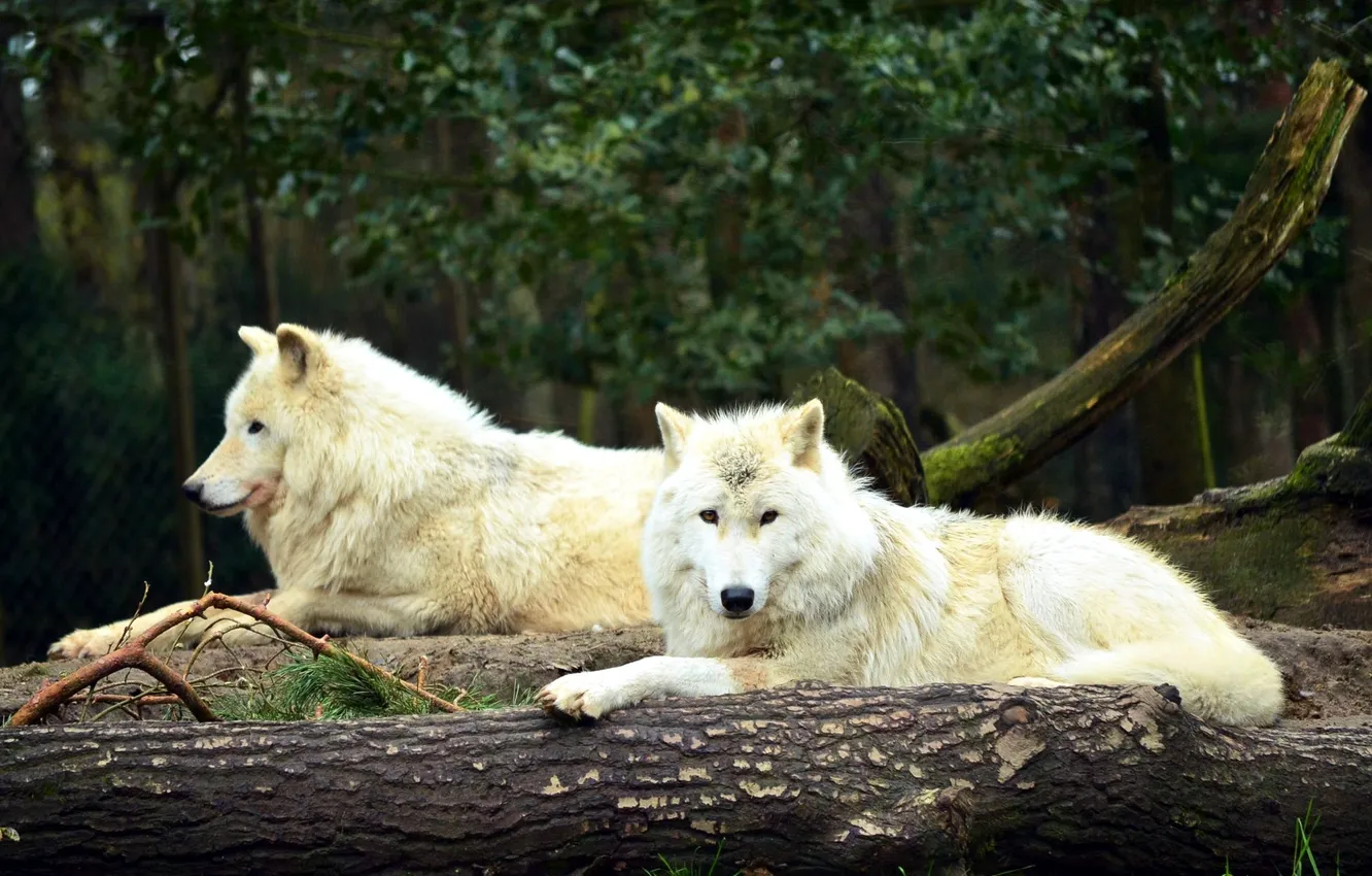 Фото обои nature, face, animal, wolf, wildlife, head, fur, mammal