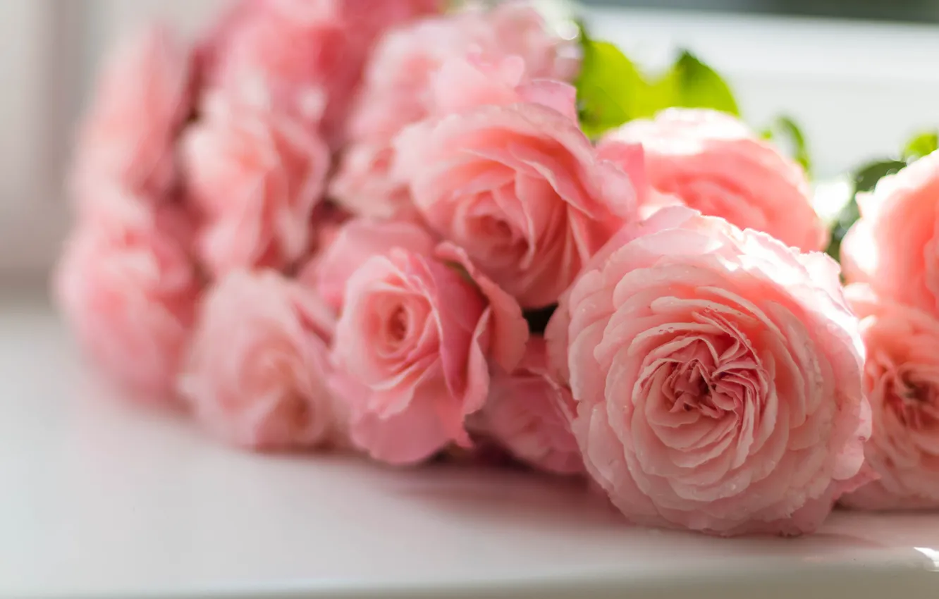 Фото обои розы, букет, розовые, боке