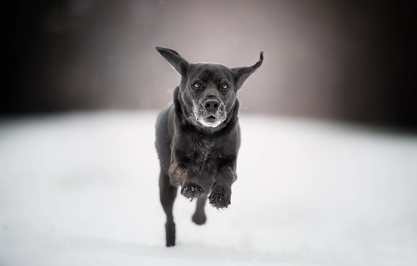 Фото обои снег, собака, бег, прогулка, боке