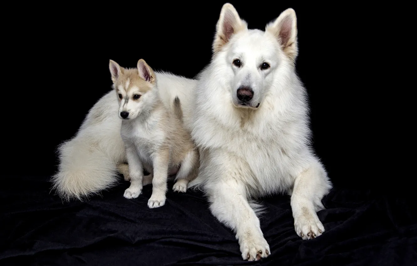 Фото обои собаки, взгляд, морда, поза, вместе, две, портрет, собака