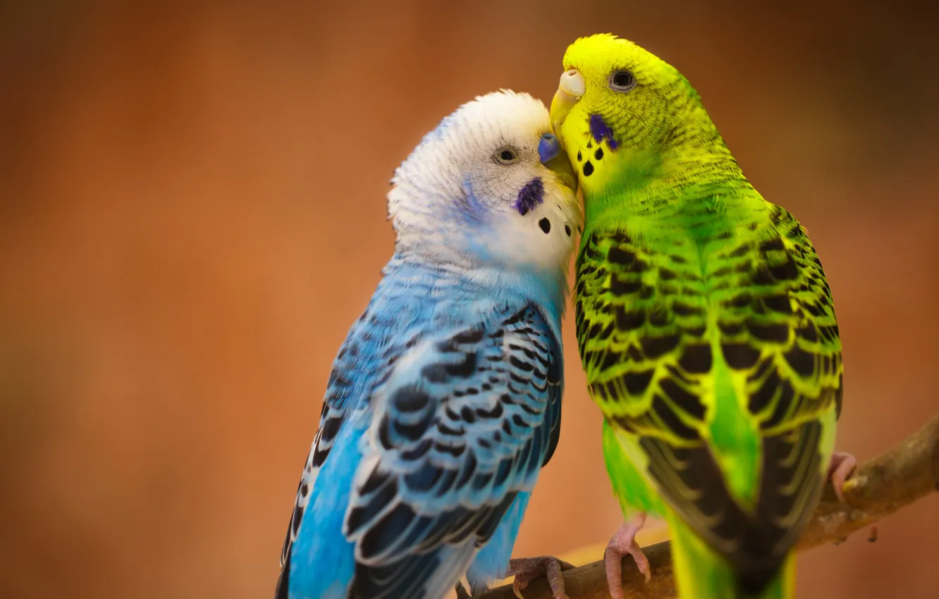 Фото обои любовь, птицы, парочка, Волнистые попугайчики