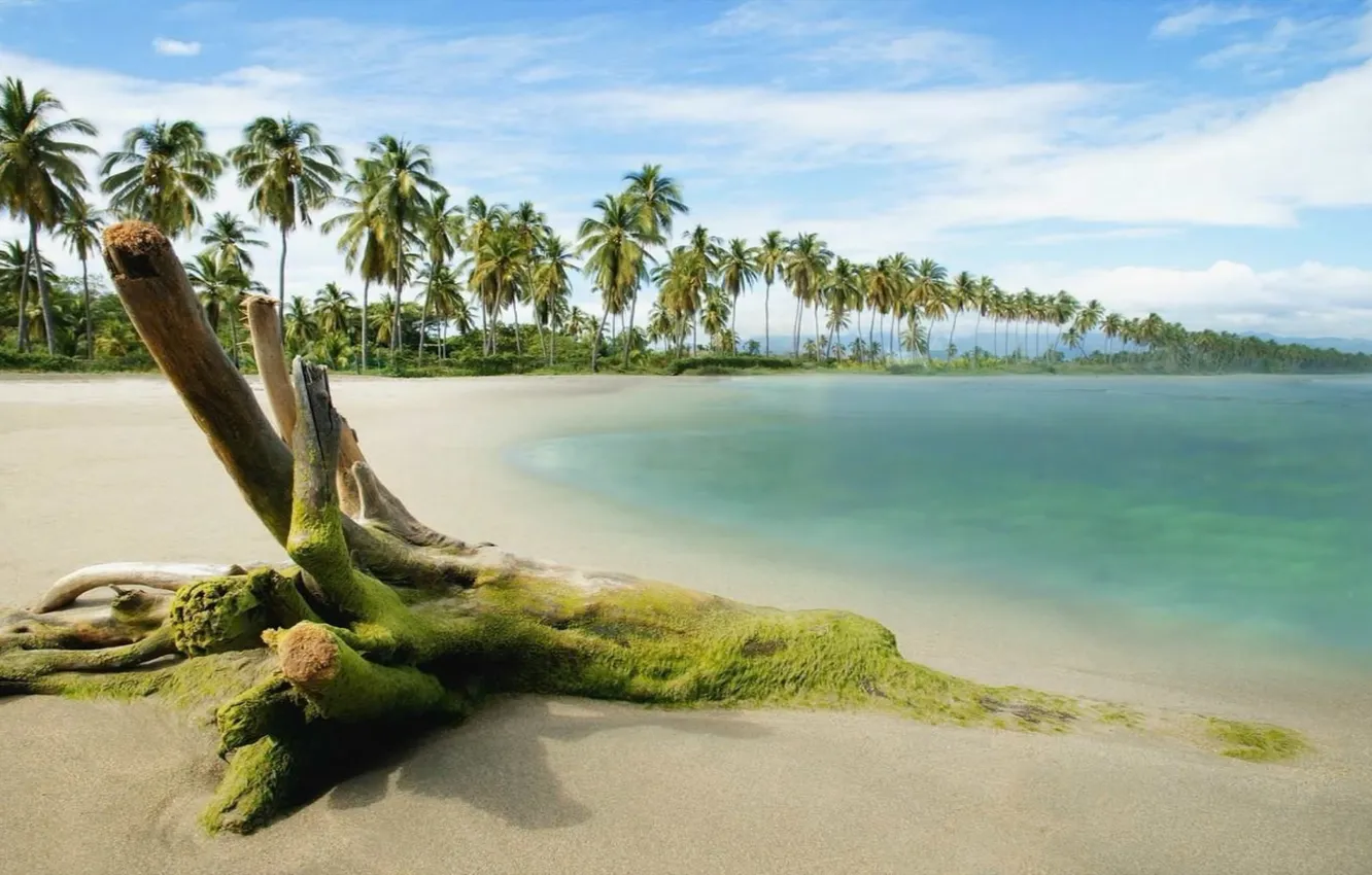 Фото обои песок, море, небо, пальмы, залив, коряга