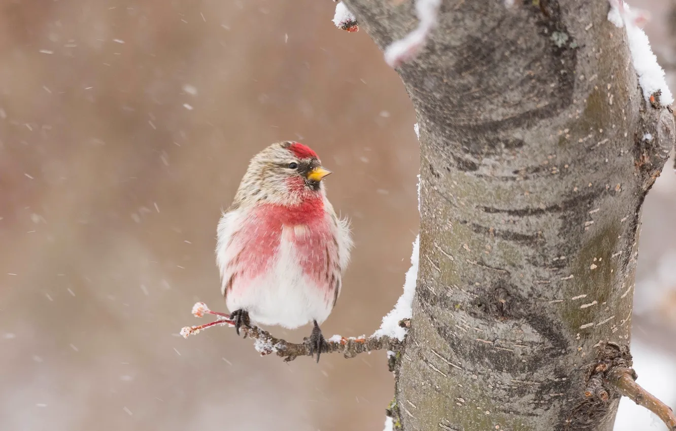 Фото обои зима, снег, дерево, птица, Чечётка