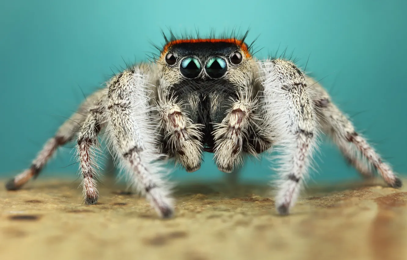 Фото обои глаза, макро, поза, фон, лапки, паук, мохнатый, бирюзовый