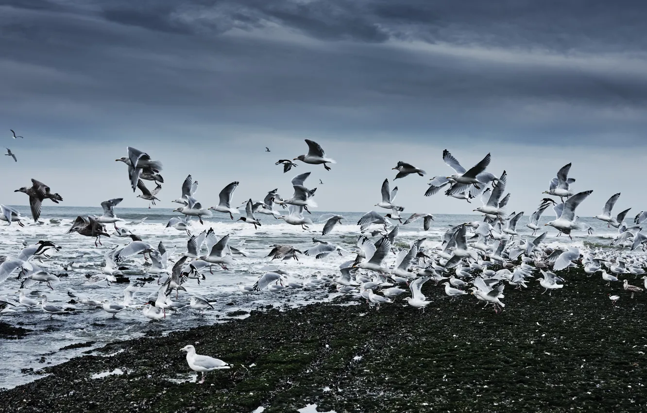 Фото обои море, птицы, берег