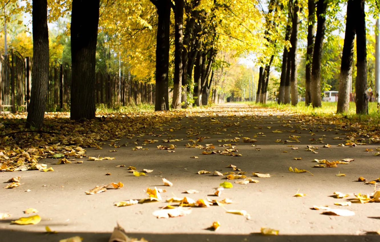 Фото обои дорога, осень, листва