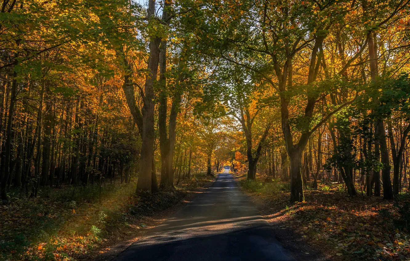 Фото обои осень, деревья, листва, Германия, дорожка, парк Мюриц