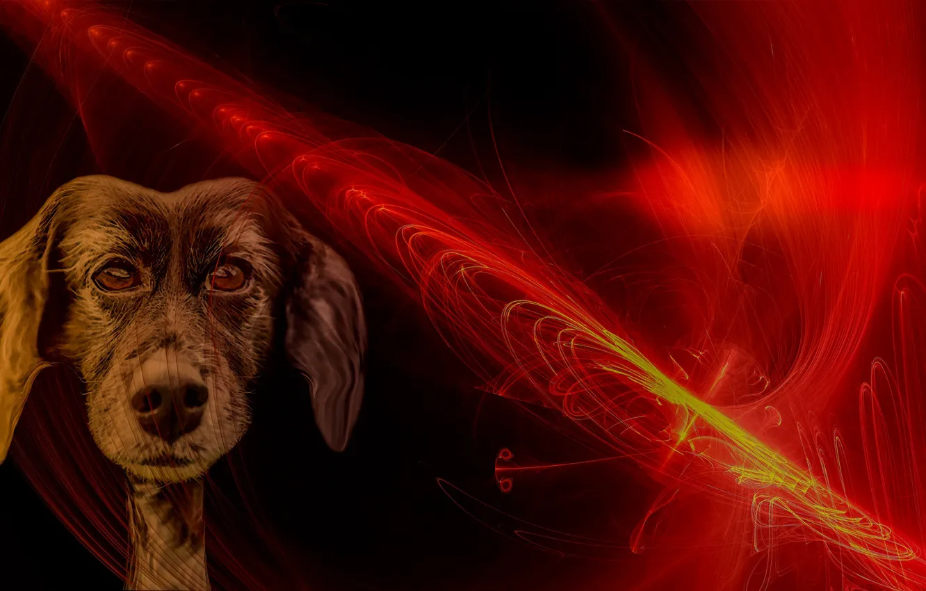Фото обои линии, огонь, собака, мордочка, пёс