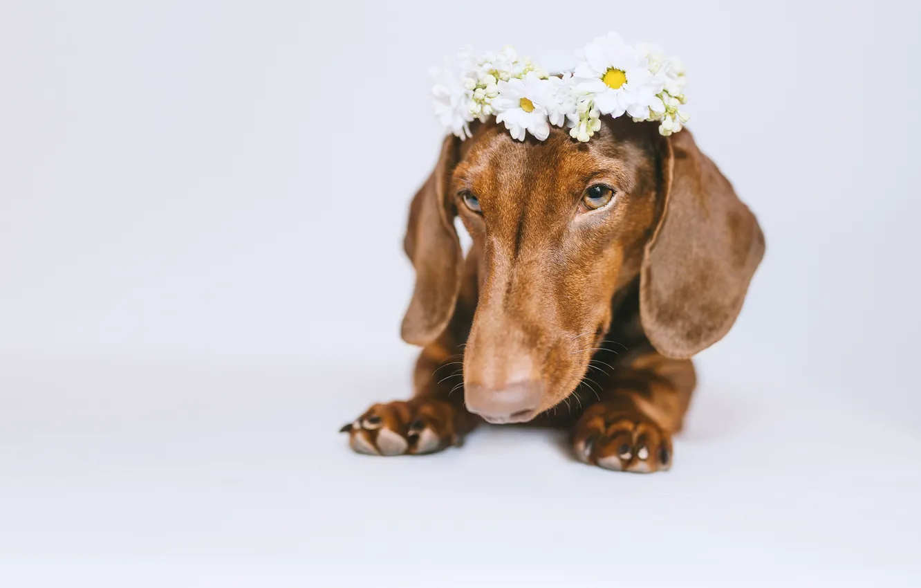Фото обои морда, цветы, собака, белый фон, такса, венок