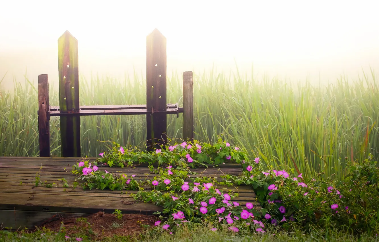 Фото обои трава, цветы, природа, туман