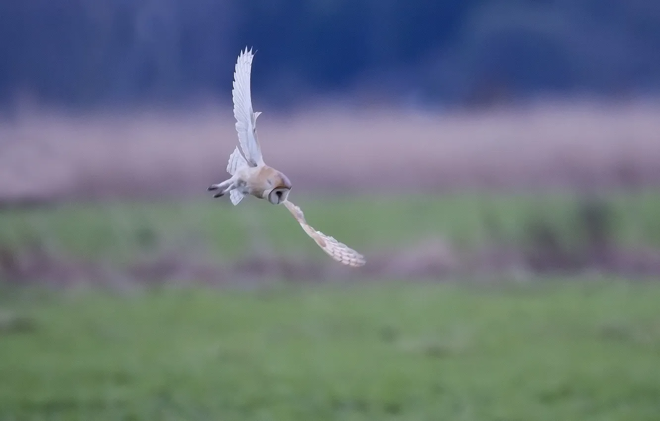 Фото обои сова, белая, в полете, питца