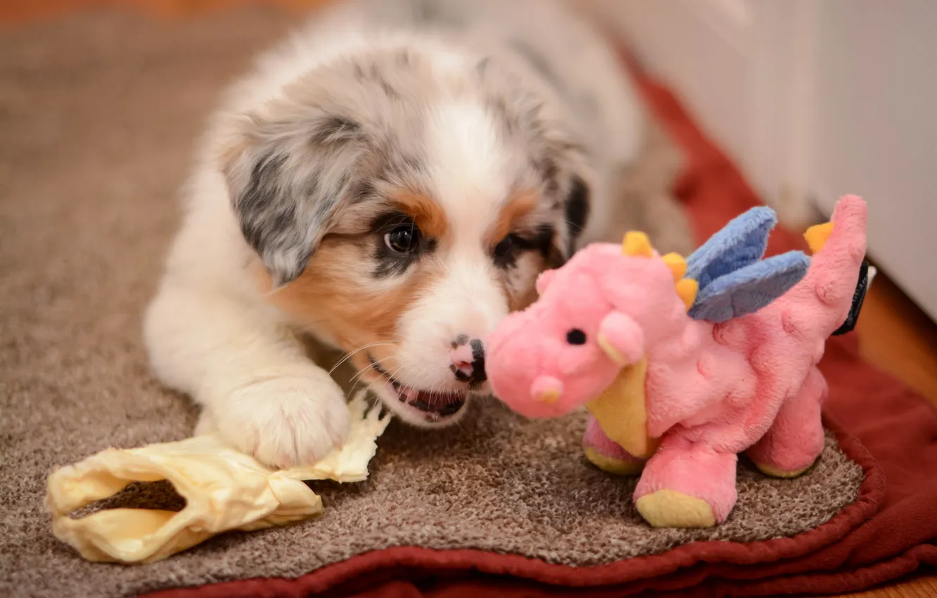 Фото обои игрушка, собака, щенок