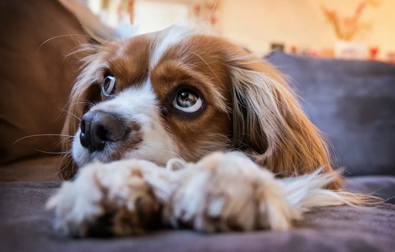 Фото обои puppy, eyes, dog, look, cavalier