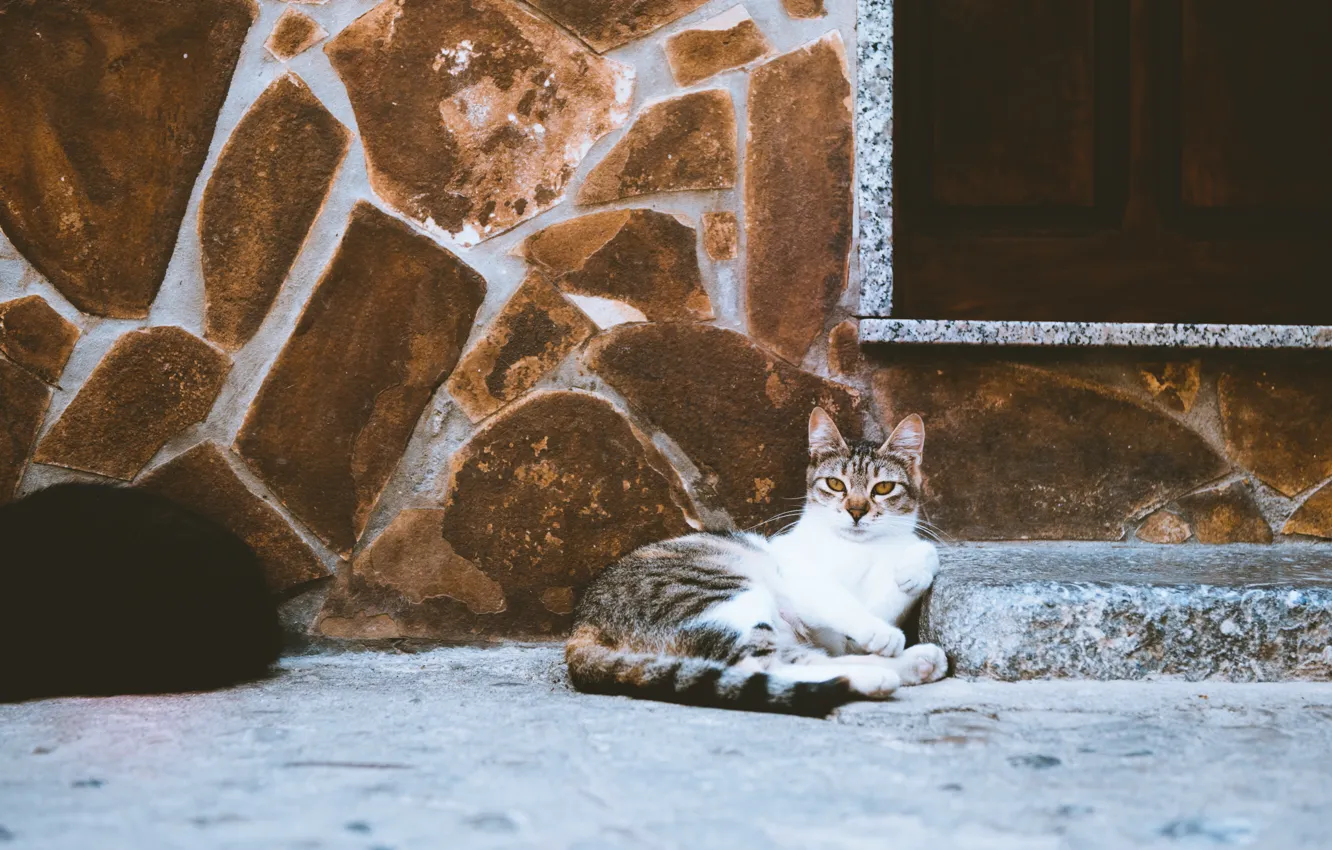 Фото обои кошка, кот, улица, шерсть, лежит, смотрит