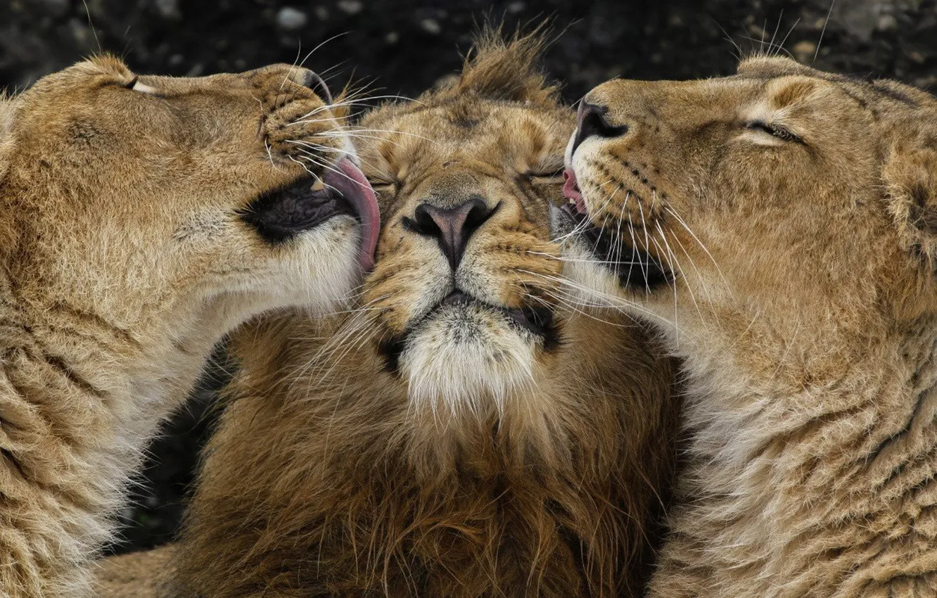 Фото обои love, lions, animal, Africa, big cats, liones, India.