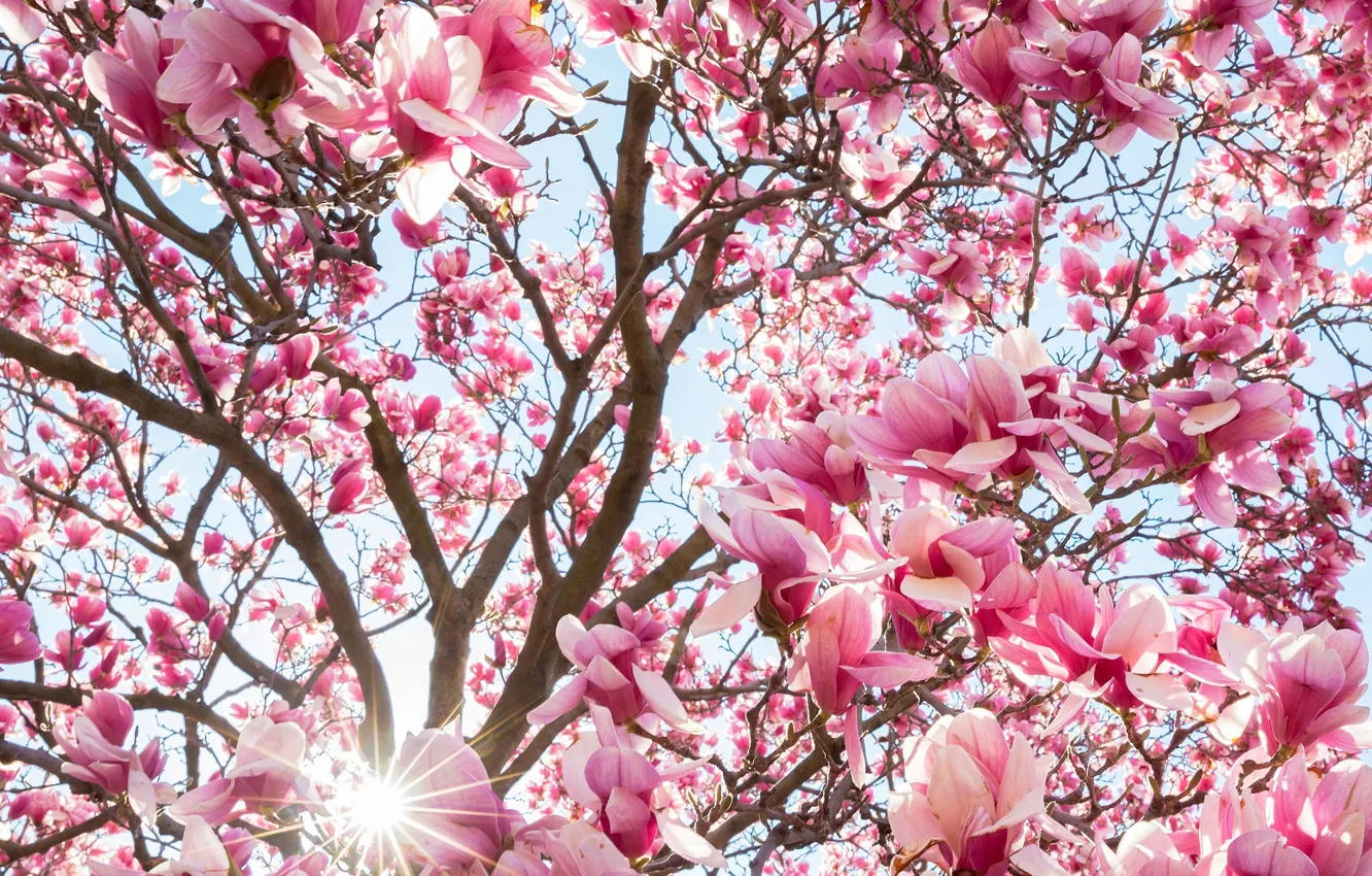 Фото обои цветы, дерево, весна, магнолия