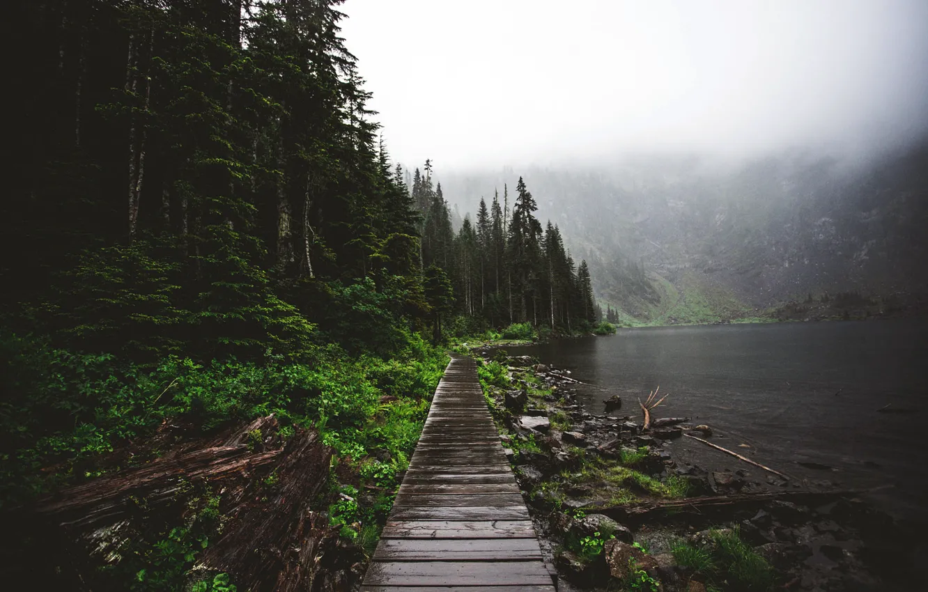 Фото обои лес, деревья, туман, озеро, Природа, утро