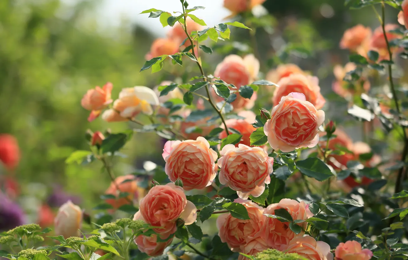 Фото обои розы, бутоны, розовый куст