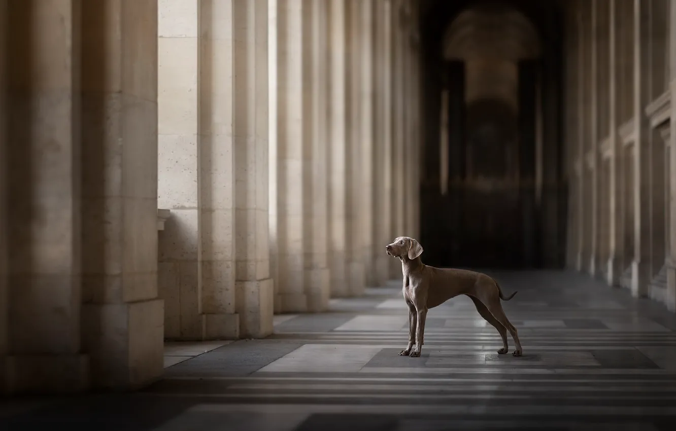 Фото обои город, друг, собака