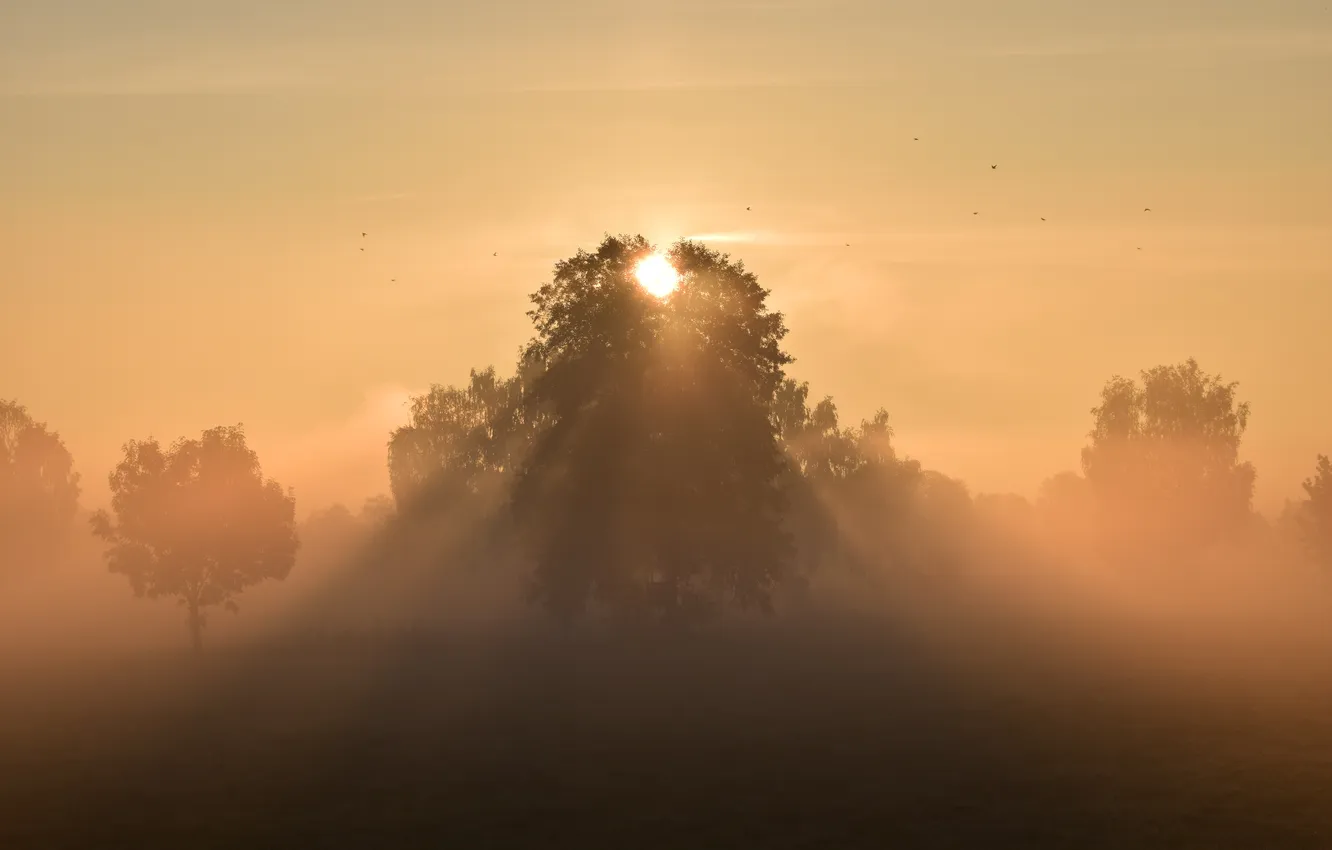 Фото обои sunset, cloud, tree, sun, fog, sunrise, horizon
