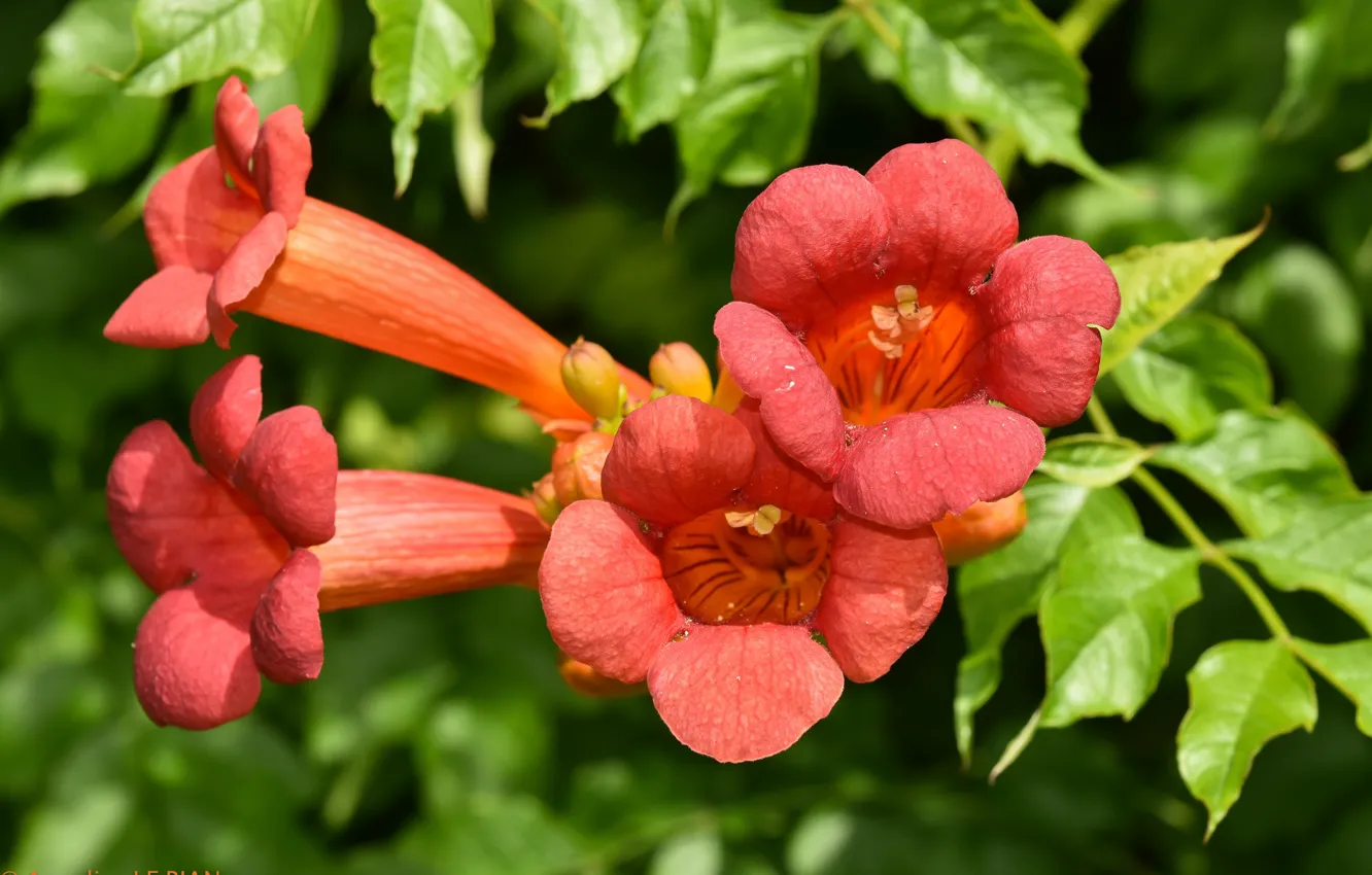 Фото обои лето, цветы, трубы, оранжевые