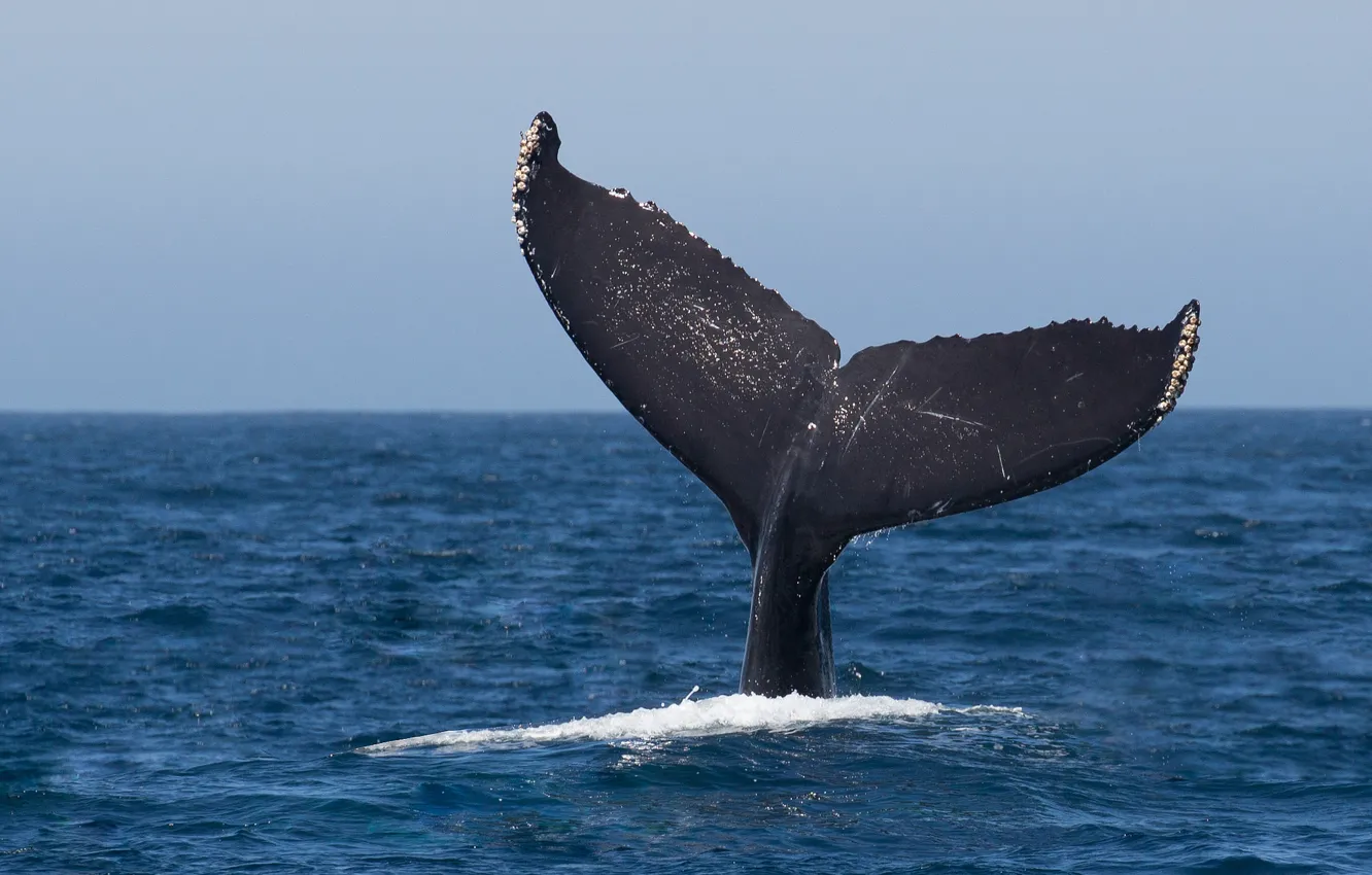 Фото обои ocean, jumping, whale, humpback, fluke