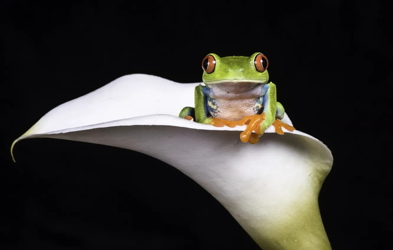 Фото обои цветок, лягушка, Agalychnis callidryas