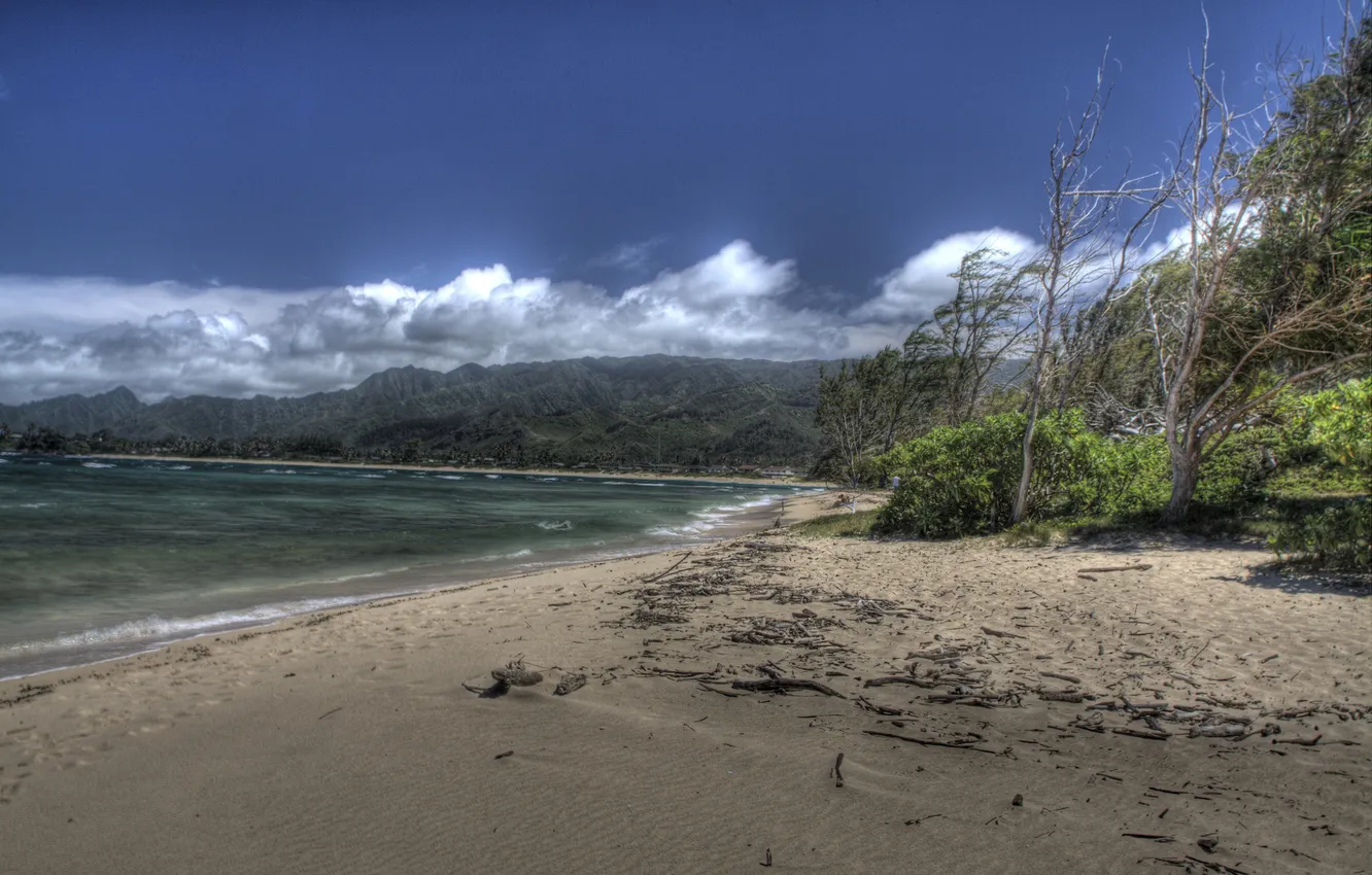 Фото обои пляж, деревья, ветер, Гаваи