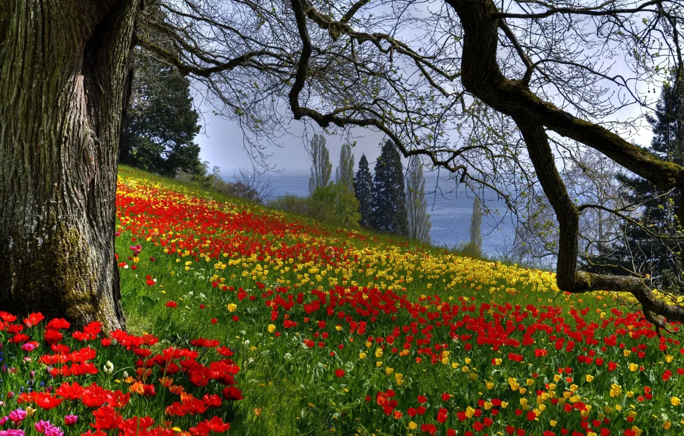 Фото обои ветки, природа, дерево, Цветы, весна, тюльпаны