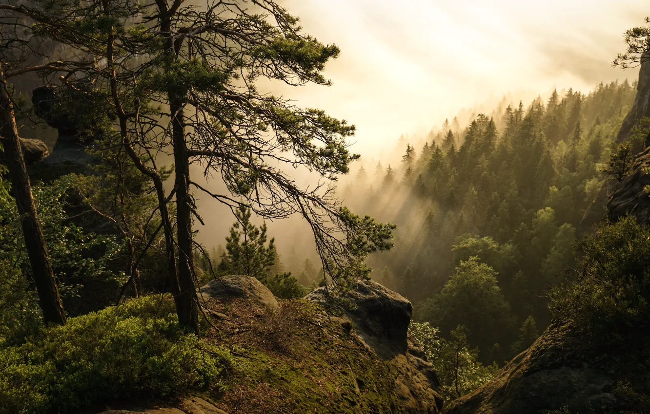 Фото обои лес, деревья, туман, Германия, Germany, Саксонская Швейцария, Saxon Switzerland, Эльбские Песчаниковые горы