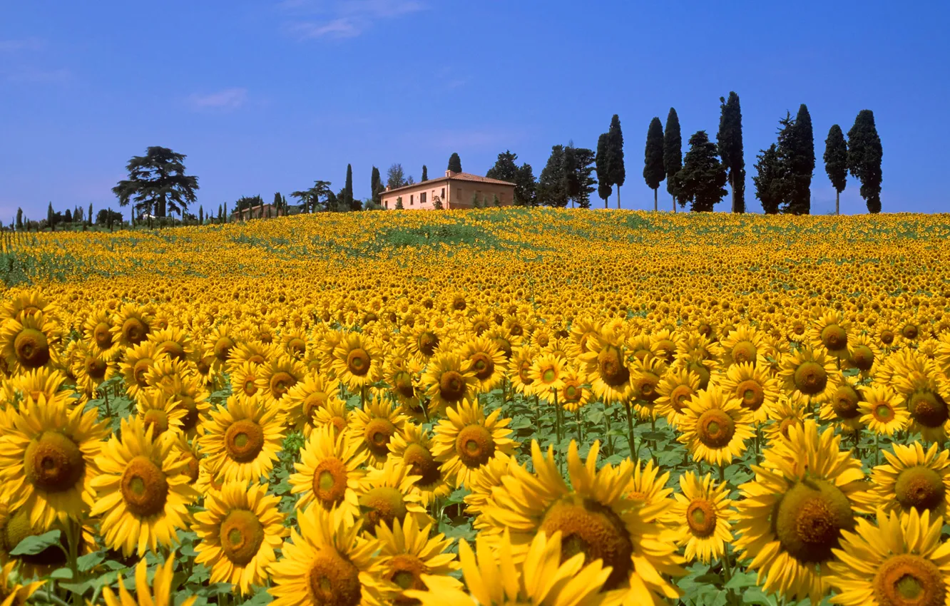 Фото обои поле, небо, деревья, цветы, дом, холмы, подсолнух, Италия